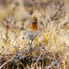 A spoon-billed sandpiper.