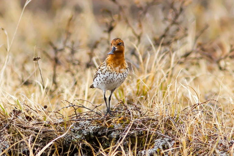 A spoon-billed sandpiper.