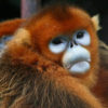 Golden snub-nosed monkey are listed as an endangered species by the IUCN. Photo by Jack Hynes / Wikimedia Commons.