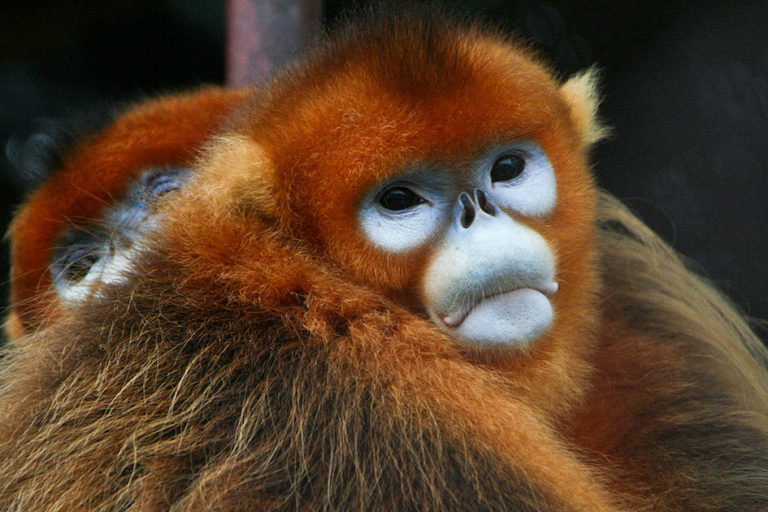 Golden snub-nosed monkey are listed as an endangered species by the IUCN. Photo by Jack Hynes / Wikimedia Commons.