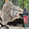 Fallen giant: a member of the survey team inspects the remains of a felled African zebrawood in Ebo Forest  Image courtesy Eric Nana.