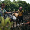Planting mangroves at Junda village, near Mombasa, Kenya. Image by Kang Chun Cheng.