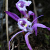 Pleione praecox flowers.