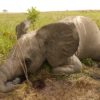 Poached elephant in Garamba National Park, DRC. Image by Nuria Ortega/African Parks via Flickr