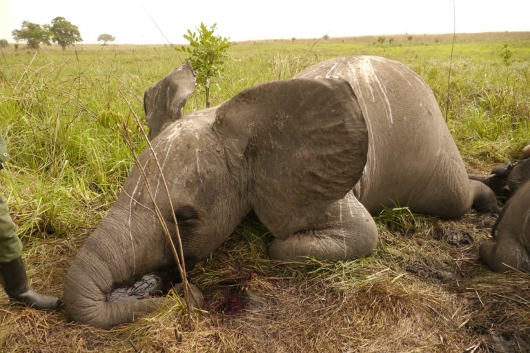 Poached elephant in Garamba National Park, DRC. Image by Nuria Ortega/African Parks via Flickr