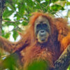 A female Tapanuli orangutan.