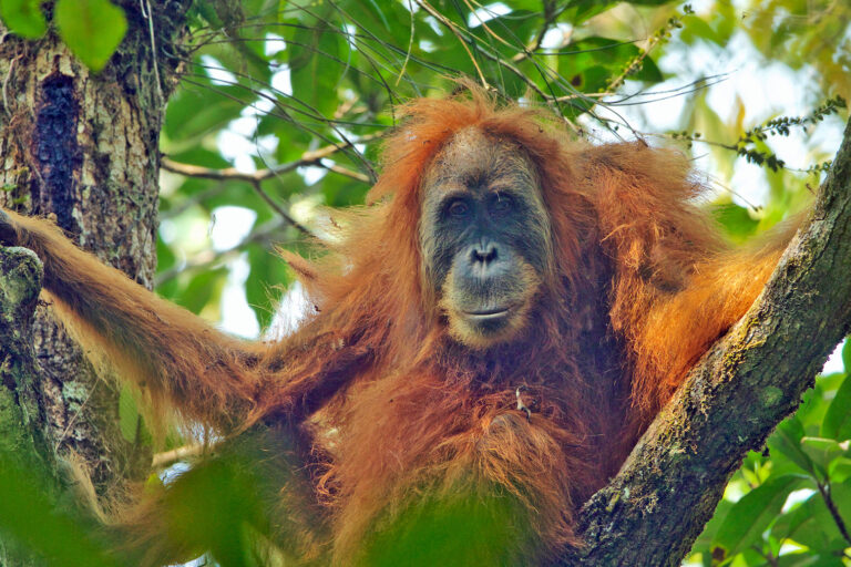 A female Tapanuli orangutan.