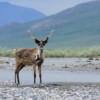 A Porcupine Caribou.