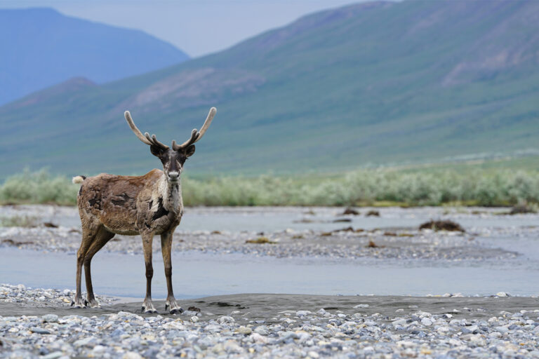 A Porcupine Caribou.