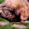 Roosmalen's dwarf porcupine (Coendou roosmalenorum) Photo credit: M.G.M. van Roosmalen