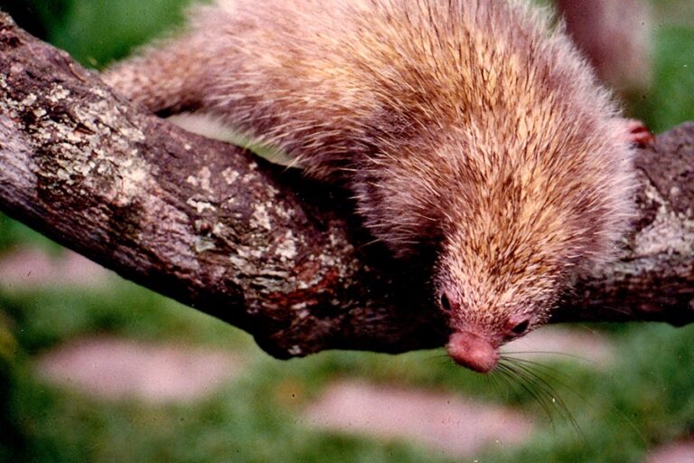 Roosmalen's dwarf porcupine (Coendou roosmalenorum) Photo credit: M.G.M. van Roosmalen