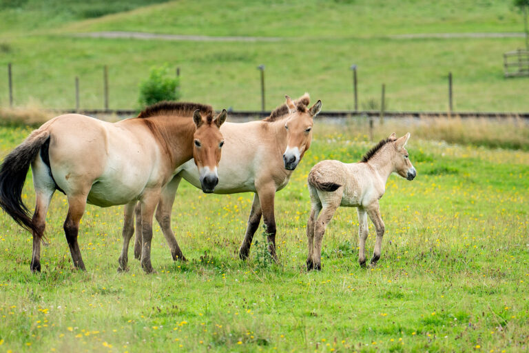 Przewalski horses and foal at ZSL's conservation Zoo at Whipsnade.