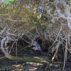 The author poses/hides in a mangrove at low tide. Image by Morgan Erickson-Davis.