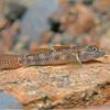 Goby