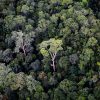 Rainforest in Borneo. Photo by Rhett A. Butler.