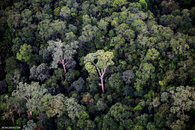 Rainforest in Borneo. Photo by Rhett A. Butler.