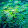 Common bluestripe snapper in the Coral Triangle. Photo credit: Rhett A. Butler