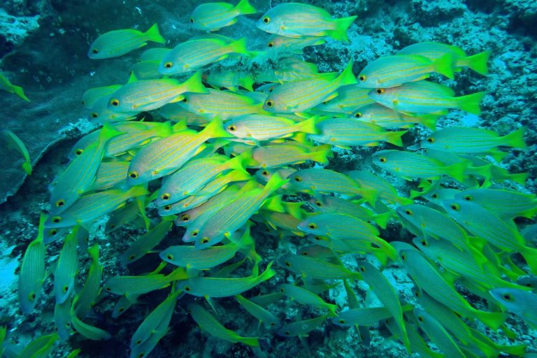 Common bluestripe snapper in the Coral Triangle. Photo credit: Rhett A. Butler