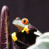 A red-eyed tree frog in Brazil.