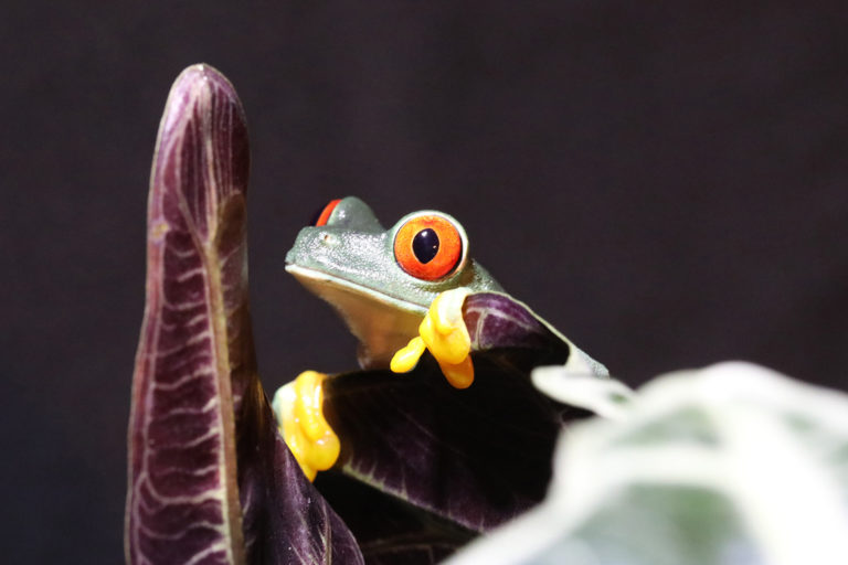 A red-eyed tree frog in Brazil.