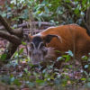 A red river hog.