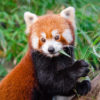 red panda