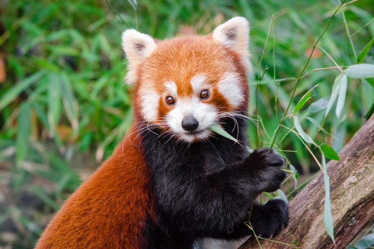 red panda