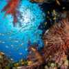 Fishes in a coral reef.