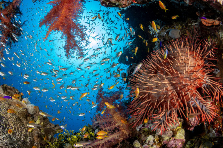 Fishes in a coral reef.