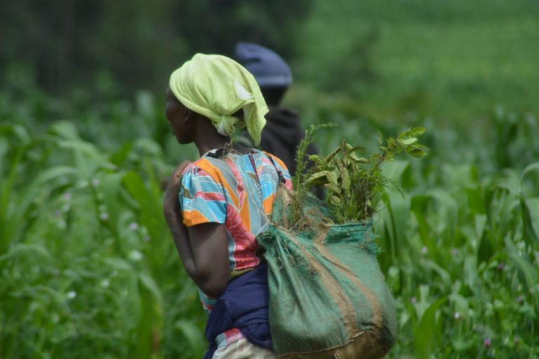A women working in a tree nursery to supply reforestation in the Maji Mazuri and Makutano forests of Kenya. Photo by The Green Belt Movement courtesy of Ecosia.