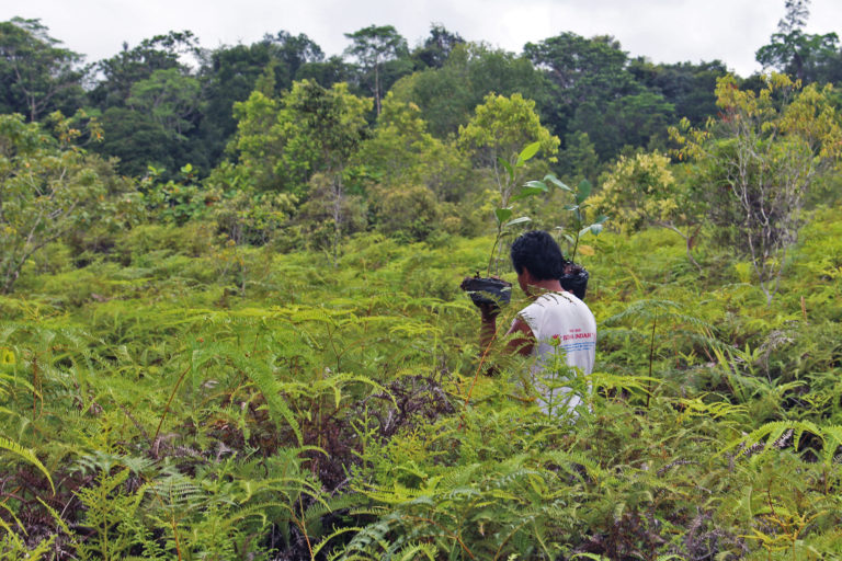 The Pesalat Reforestation Project