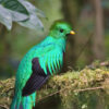 A resplendent quetzal.