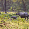 A greater one-horned rhino and her calf.