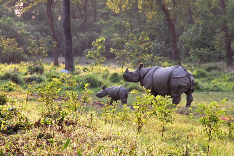 A greater one-horned rhino and her calf.