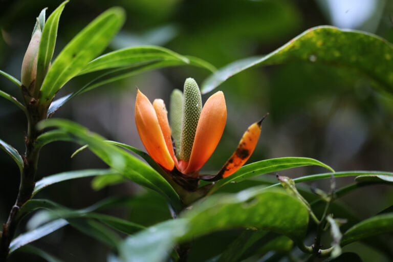 Getting plant species on the Red List often leads to greater habitat protections and conservation funding. Image by Rhett A. Butler/Mongabay.