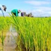 Rice planting. Image via MASIPAG.