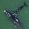 A right whale and its calf.