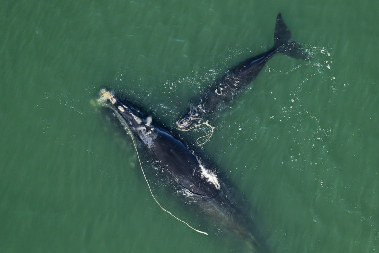 A right whale and its calf.