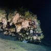 Oceanographer Canyon, creating an ideal microhabitat for a deep-water coral community and a couple of octopus. Image courtesy of NOAA Okeanos Explorer Program, 2013 Northeast U.S. Canyons Expedition.