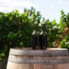 Wine bottles in a vineyard.
