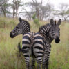 Pair of zebra in Rwanda. Photo credit: Rhett A. Butler