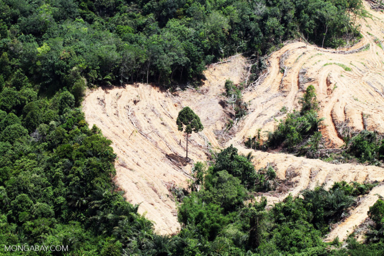 Deforestation for oil palm in Malaysian Borneo.