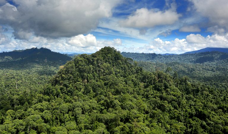 Rainforest in Malaysian Borneo. Photo by Rhett A. Butler for Mongabay.
