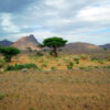 Trees in the plains of Sahel.