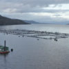 Drone view of a salmon farm.