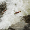 Salmon attempt to make it up the falls at Bridge River Rapids on the Fraser River in southwestern British Columbia.