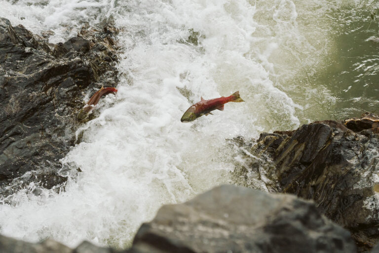 Salmon attempt to make it up the falls at Bridge River Rapids on the Fraser River in southwestern British Columbia.