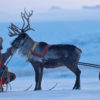 A member of the Sámi Indigenous people tends a reindeer in Sweden.