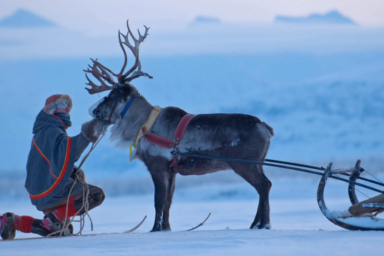 A member of the Sámi Indigenous people tends a reindeer in Sweden.