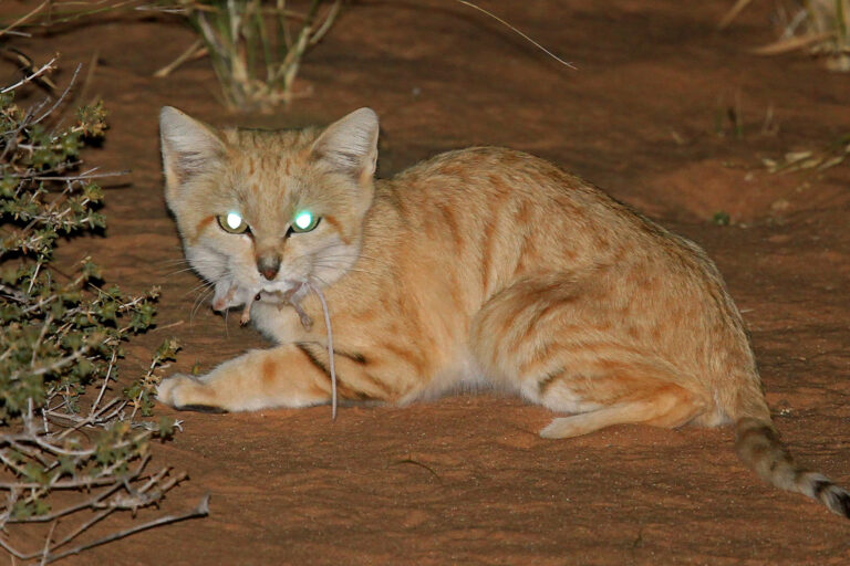 The sand cat’s exceptional hearing helps the species hunt in the desert at night. Here, a sand cat was caught on camera with a meal clutched in its mouth.